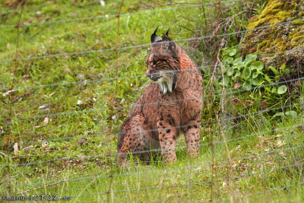 Lince ibérico (Lynx pardinus)